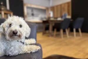 AbacO Immobilien Oberland