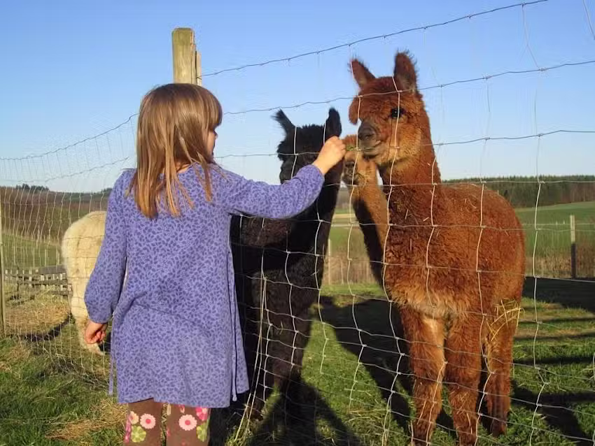 Alpakahof Adventure Alpakas