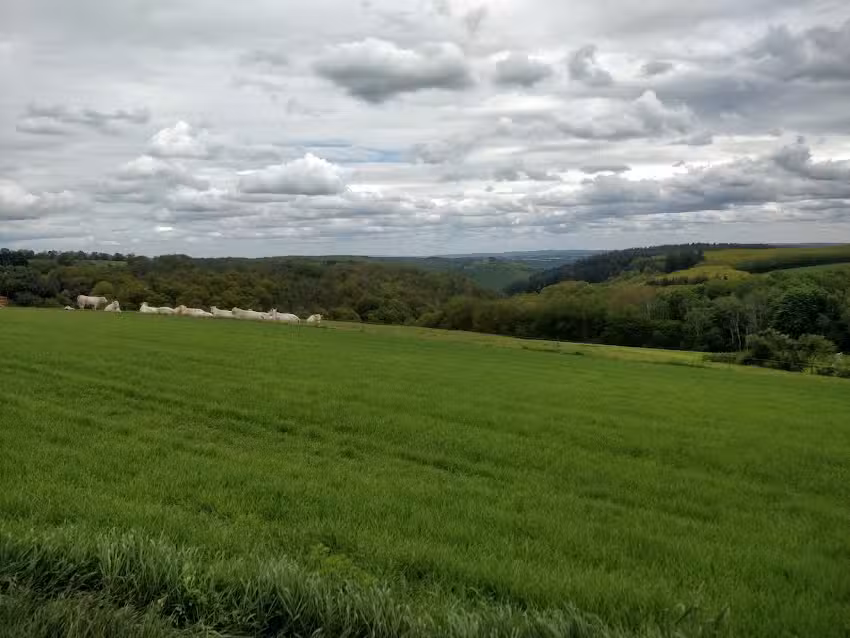 Am weißen Stein Cochem