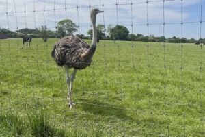 Ankerplatz für Pfötchen