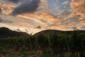 AS Immobilienservice & Dienstleistungen