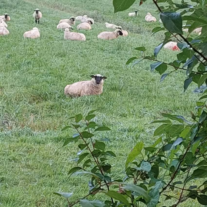 Blockhäuser Thomsen – Peter Thomsen