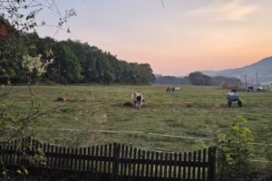 Bungalows & Ferienwohnung Dirk Kruse