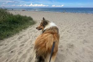 David-Touristik – Kühlungsborn