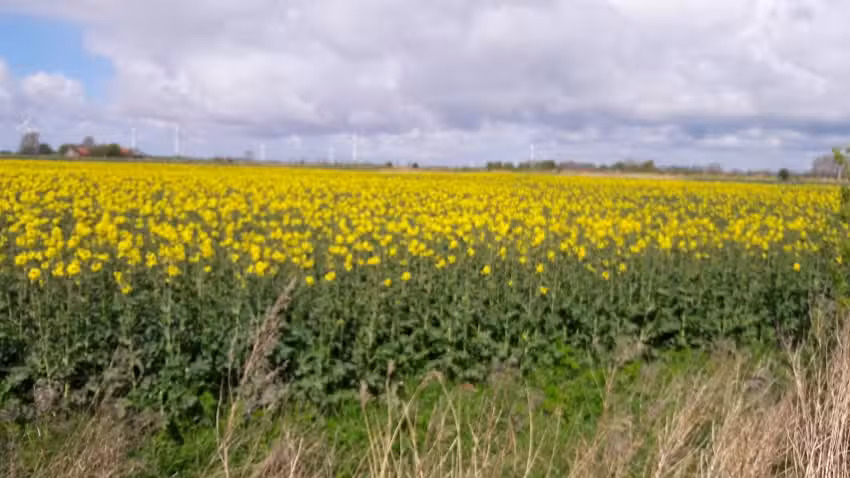 Deichhof Leeshaus GbR