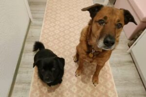 Diesner Evelyn Immobilien