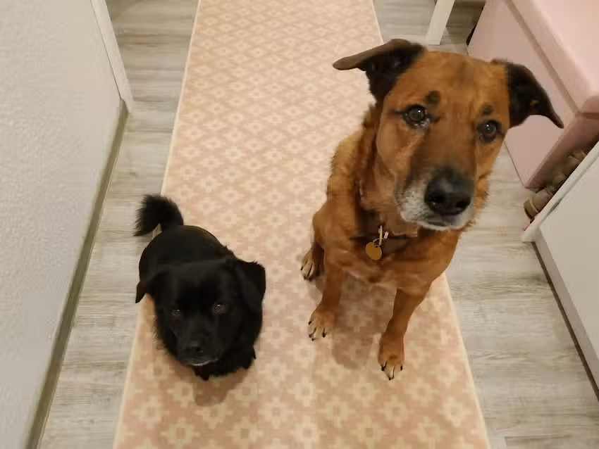 Diesner Evelyn Immobilien