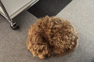 DRESCHER IMMOBILIEN GmbH