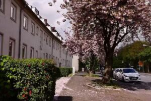 DZ Immobilien + Treuhand GmbH