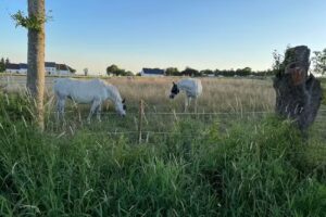 Eifel-Apartments Orsfeld