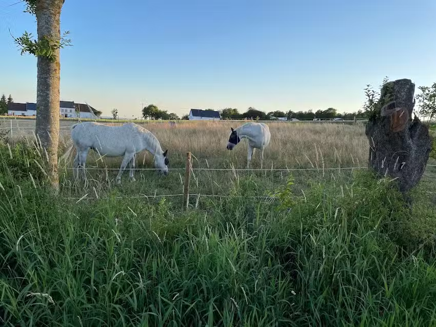 Eifel-Apartments Orsfeld