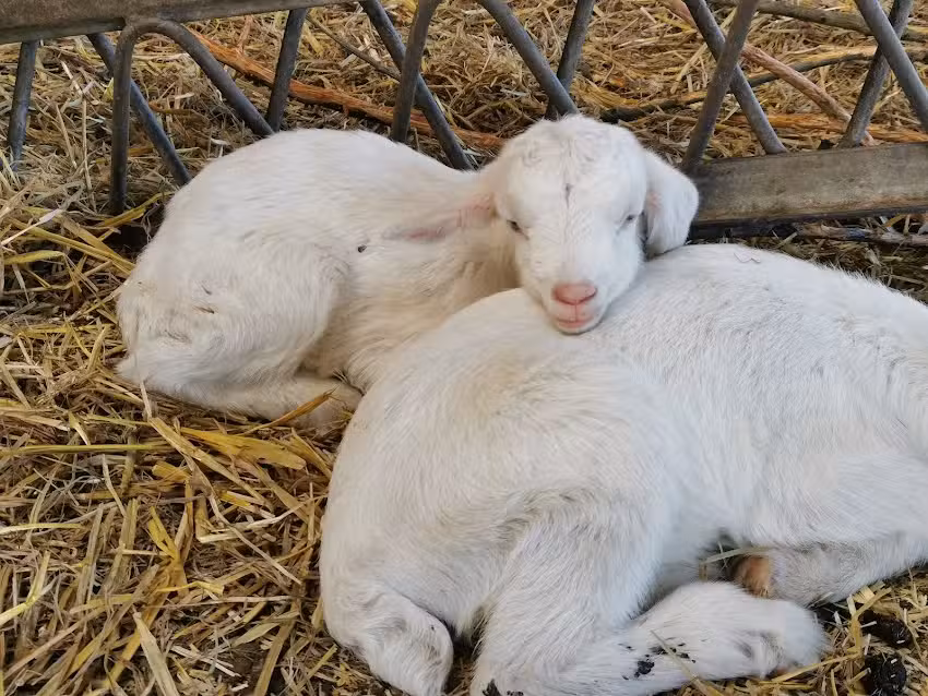 Erlebnisbauernhof Rouenhof