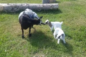 Erlebnispark Voglsam