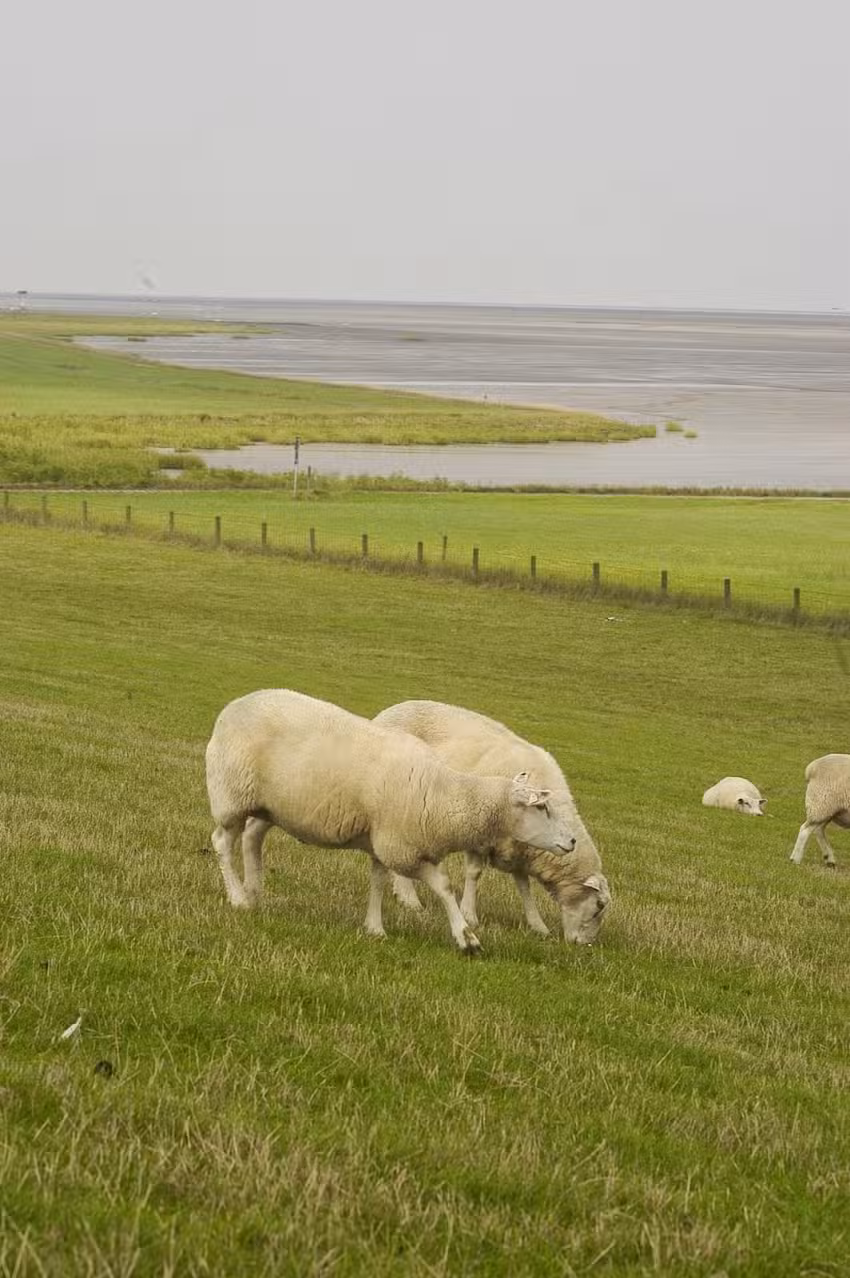 Familienferiendorf Schillig – AWO SANO Nordsee gGmbH