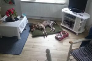 Fenna´s Ferienwohnungen