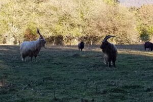 Ferienhaus Am Fischbach