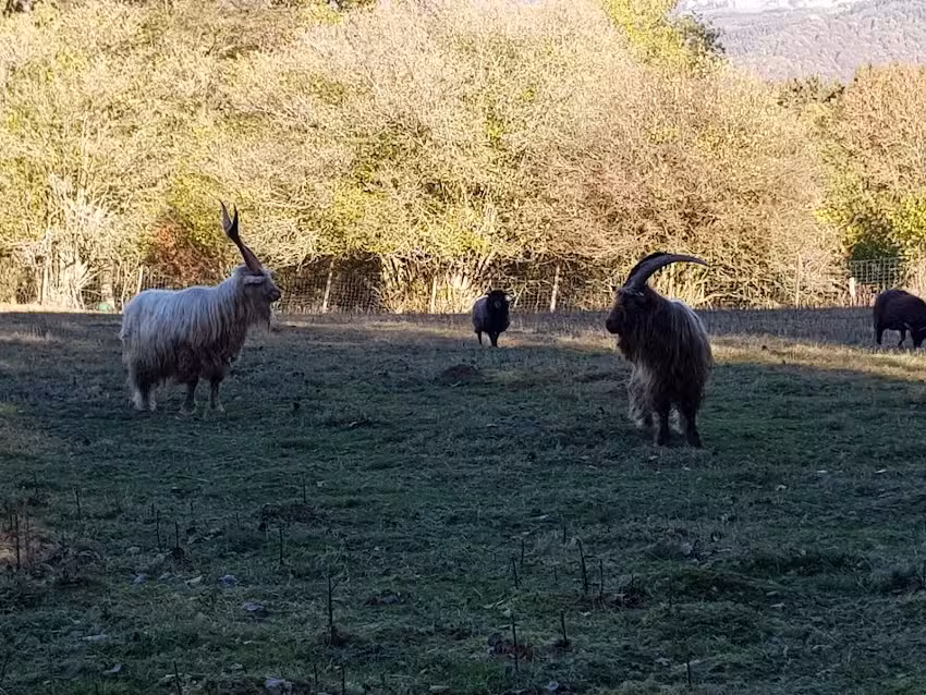 Ferienhaus Am Fischbach