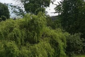 Ferienhaus am Gänserasen – Familie Schwalm