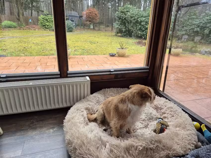 Ferienhaus am Wald