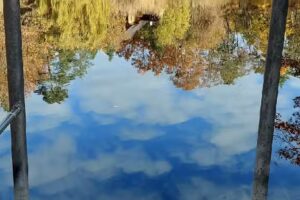 Ferienhaus am Waldsee