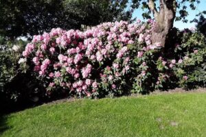 Ferienhaus Bärbel Mammen