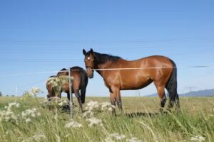 Ferienhaus Brockenblick