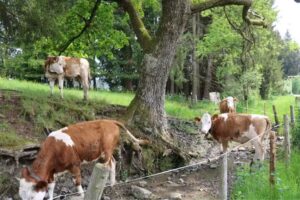 Ferienhaus Dominique Via Claudia 100