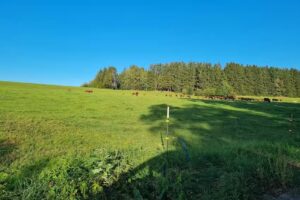 Ferienhaus Falkenstein