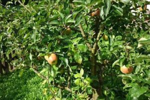 Ferienhaus Fleetblick