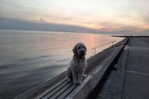 Ferienhaus Hans Albers 13 in Nordseebad Wremen