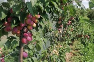 Ferienhaus / Hofbrennerei Peter Schmid