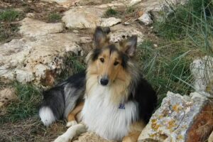 Ferienhaus Holger Dämmig