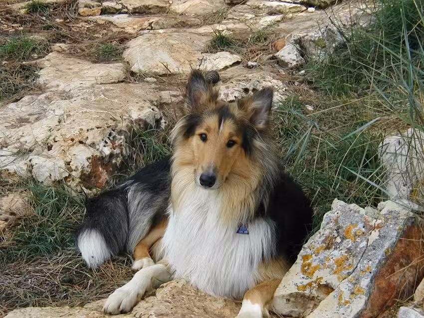 Ferienhaus Holger Dämmig