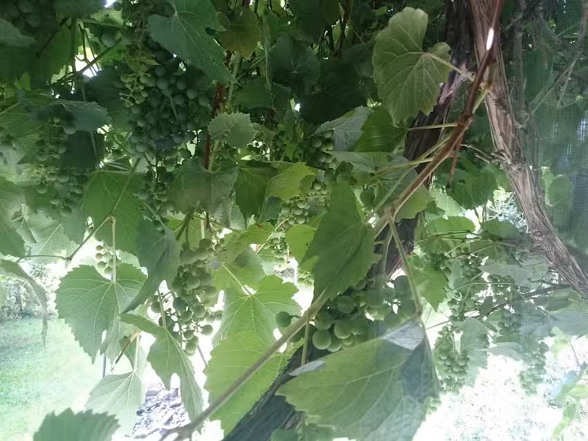 Ferienhaus Holgiwood