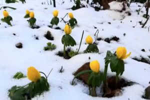 Ferienhaus Holler – Mitten im Deidesheimer Paradies Deidesheim