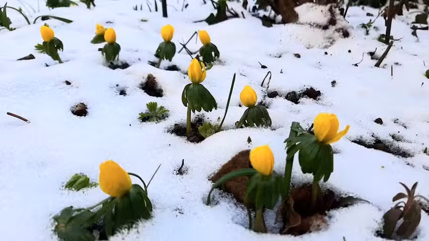 Ferienhaus Holler – Mitten im Deidesheimer Paradies Deidesheim