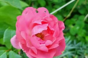 Ferienhaus Klein Wessek