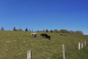 Ferienhaus Klingenberg