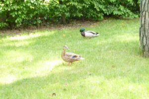 Ferienhaus Lakeview ****