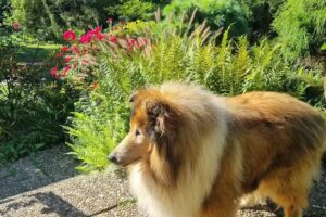 Ferienhaus Naturliebe: Ferienhaus mit Hund mieten in Alleinlage am Wald mit Sauna, Kamin, in Vogelsberg, Hessen, Deutschland