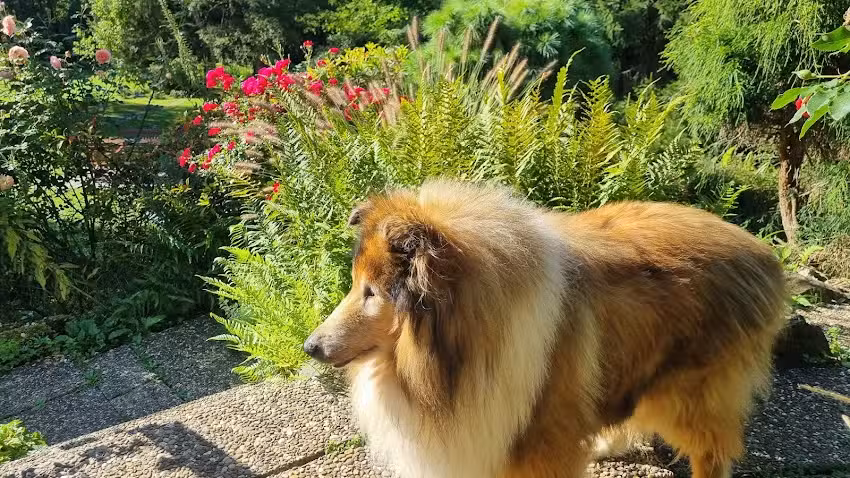 Ferienhaus Naturliebe: Ferienhaus mit Hund mieten in Alleinlage am Wald mit Sauna, Kamin, in Vogelsberg, Hessen, Deutschland