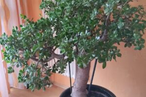 Ferienhaus Robert Götz