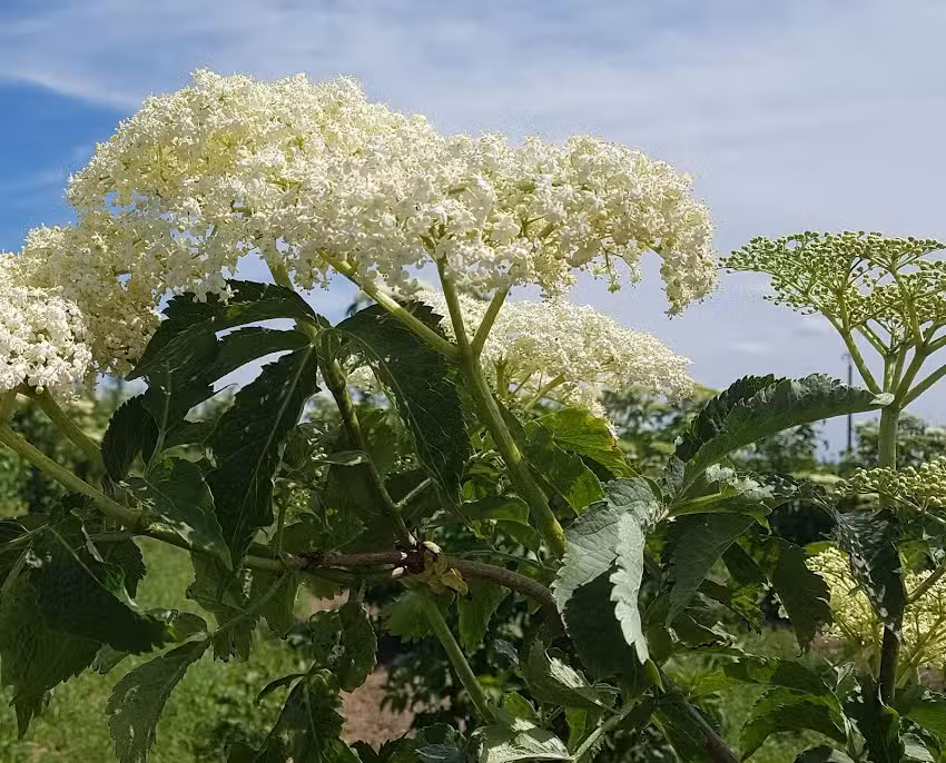 Ferienhaus Waldhof Alflen