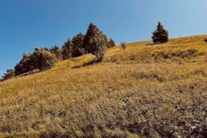 Ferienhäuser „Glück-Auf“,“Lärche“, „Kiefer“ – Anja & Michael Schreiber