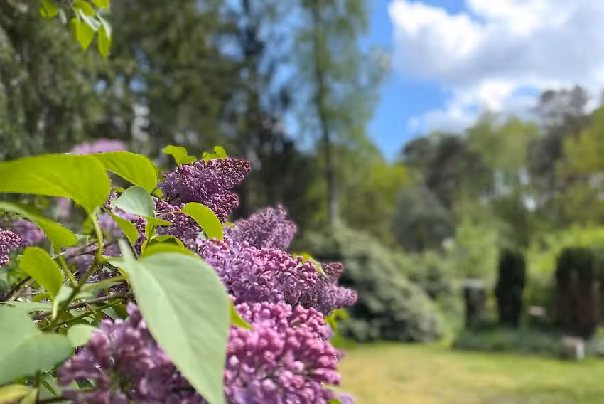 Ferienhäuser Schwalbennest am Steinhuder Meer
