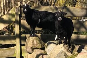 Ferienhof Karin Schwarz