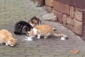 Ferienhof Mahlertsmühle