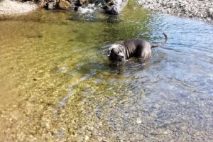 Ferienhof Pfotenglück