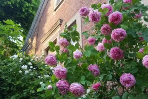 Ferienidyll Gutsinspektorhaus Vehlow