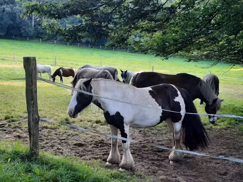 Ferienpension Lindenhof